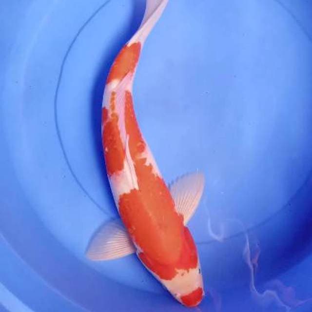 Jumbo merah strong M45 cm