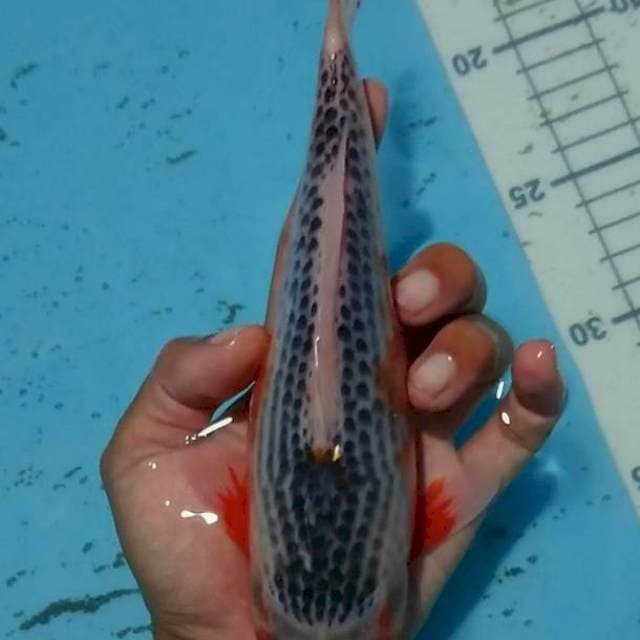 asagi 24 cm