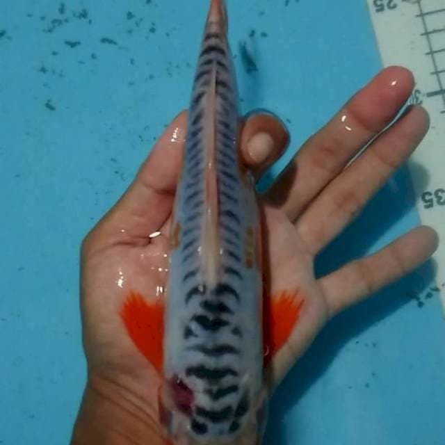 sushui 24 cm