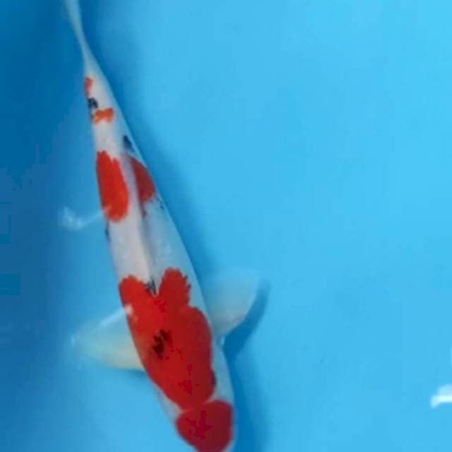 Sanke 32 cm 