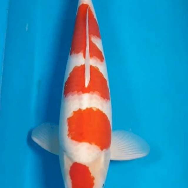 Kohaku 58 Cm