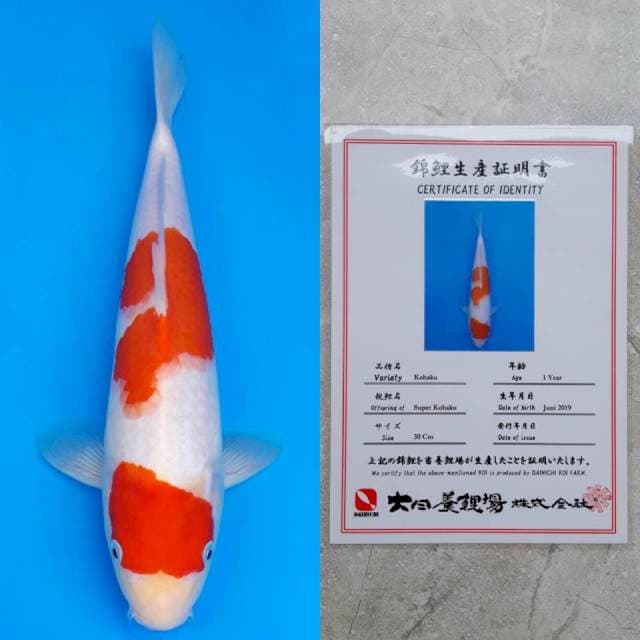 dainichi kohaku 32cm serty
