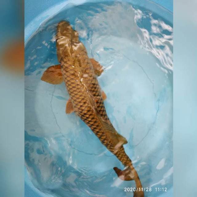 Chagoi 45 cm Grade A