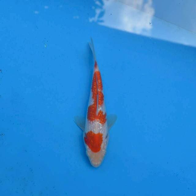 Kohaku Ginrin F1