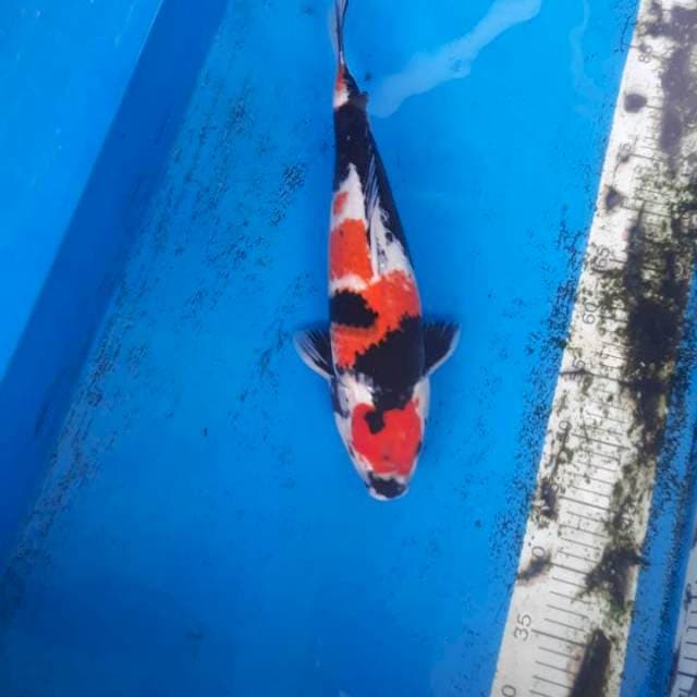 SHOWA SUPER 43CM