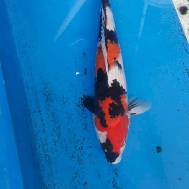 SHOWA SUPER 43CM