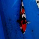 SHOWA SUPER 43CM