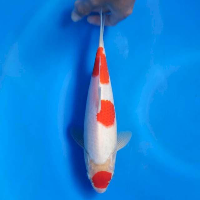 F1 dainichi red strong