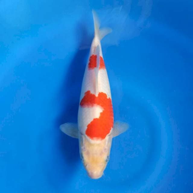 F1 dainichi red strong