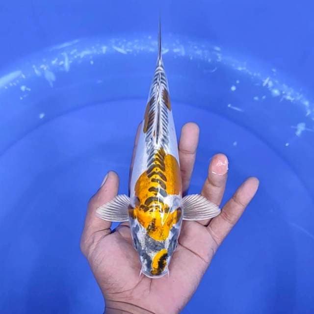 1. Kujaku Doitsu || 25 cm