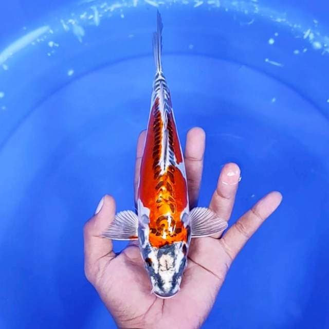 3. Kujaku Doitsu || 24 cm || Jantan