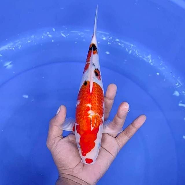 4. Sanke || 27 cm
