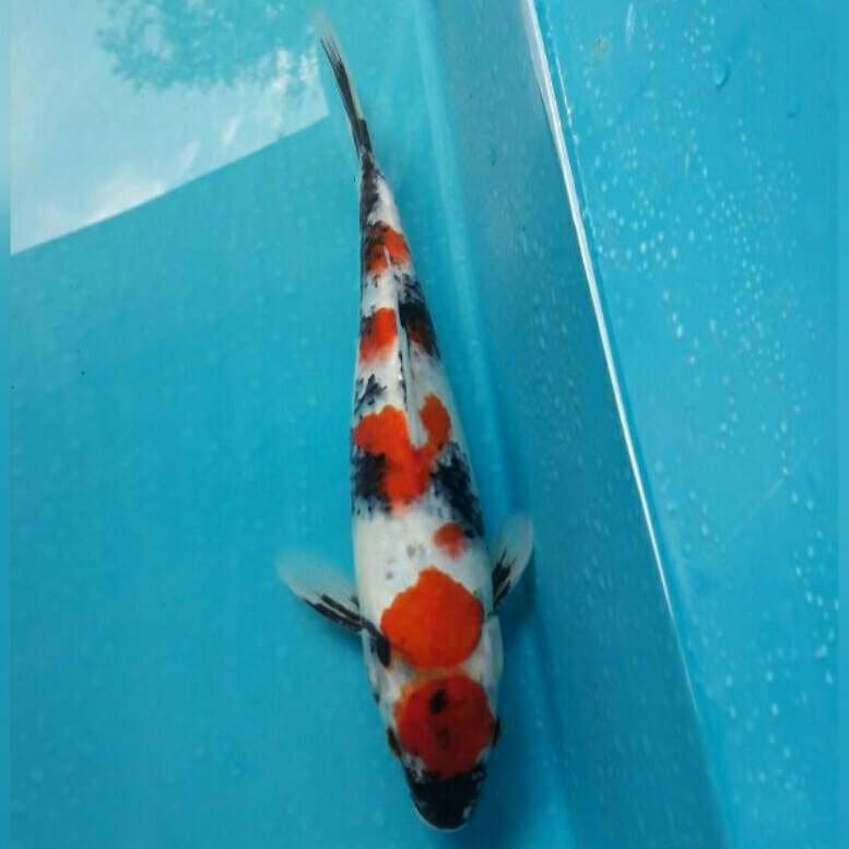 KINDAI SHOWA MALE