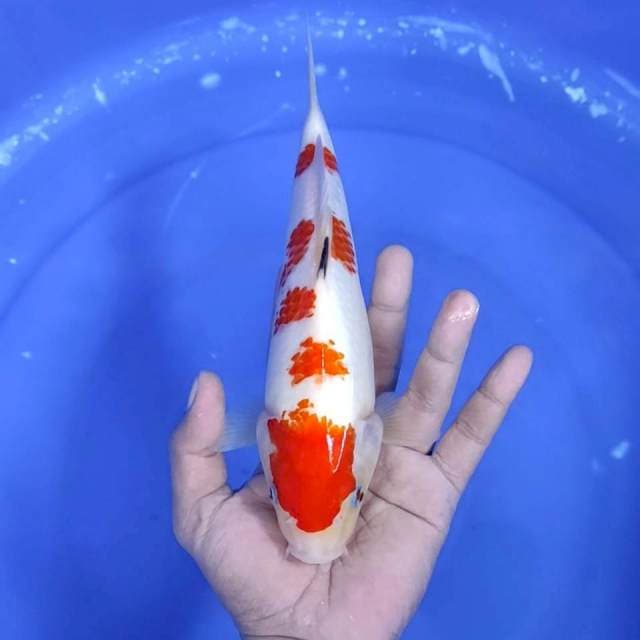 5. Maruten Sakura || 25 cm