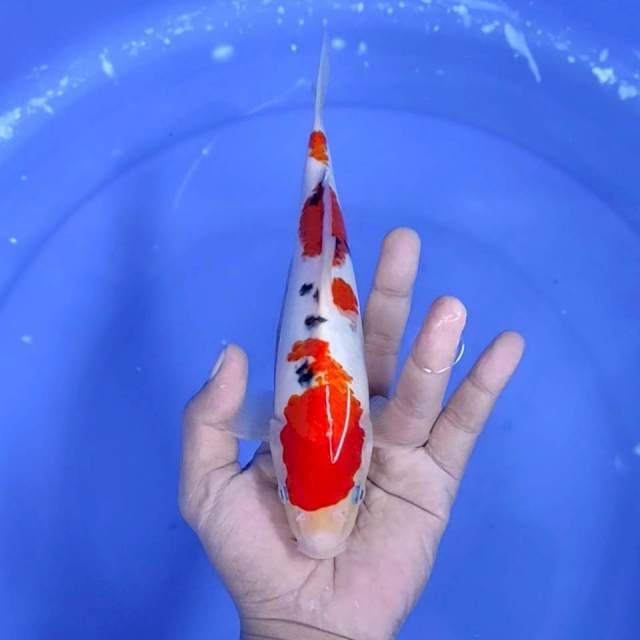 6. Sanke || 24 cm || Jantan
