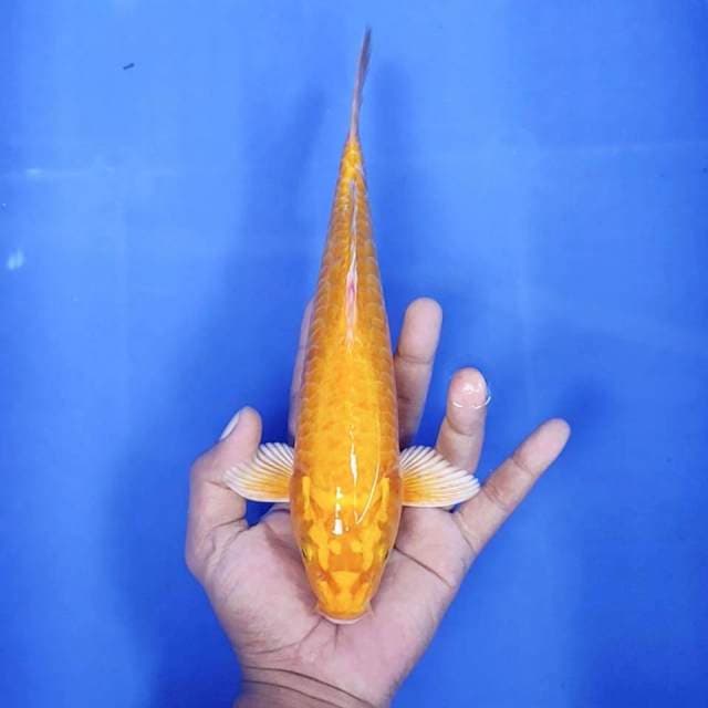 7. Ogon Aragoke || 26 cm || Jantan