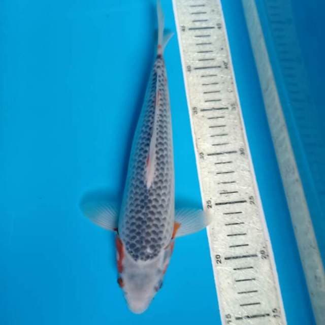 Asagi 30cm