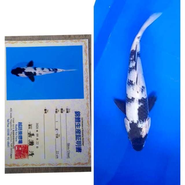 Shiro Import aserti Koshiji