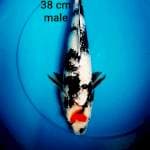 TANCHO SHOWA FULL GINRIN 38