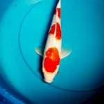 KOHAKU FULL GINRIN 35