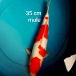 KOHAKU DOITSU MURNI 35