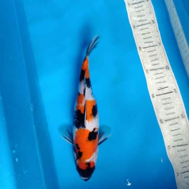 Sowa 28cm