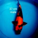 HI SHOWA BODY JUMBO 37
