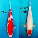 KOHAKU 3 STEP&KOHAKU TANCHO MERAH PEKAT BODY MANTAB 28&29