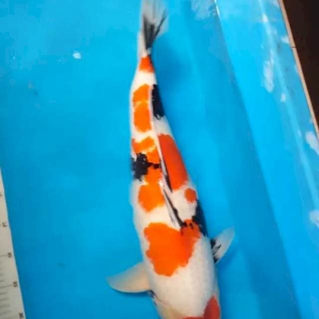 Showa 63 Cm
