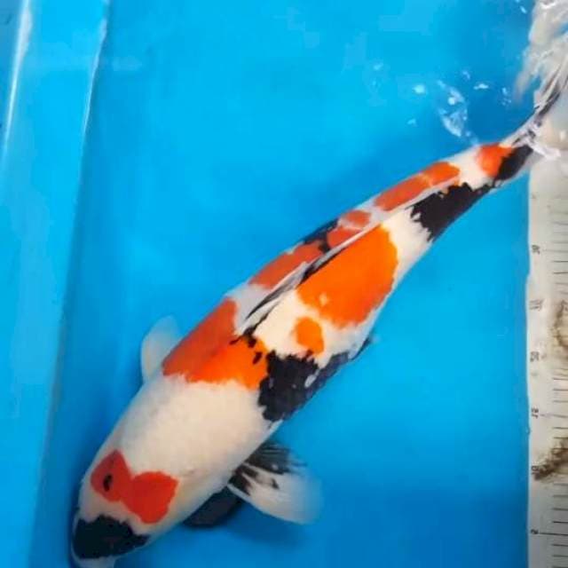 Showa 63 Cm