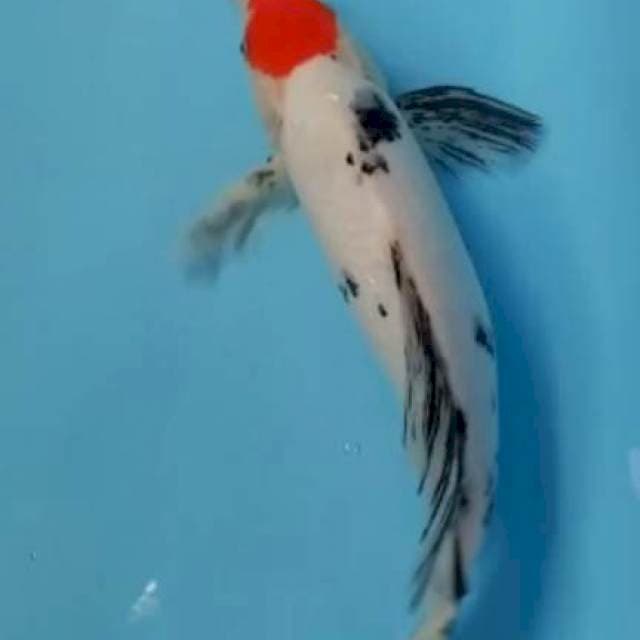 Tanco kumpay 38 cm