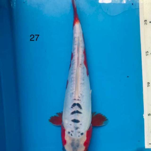 Shusui, 27cm