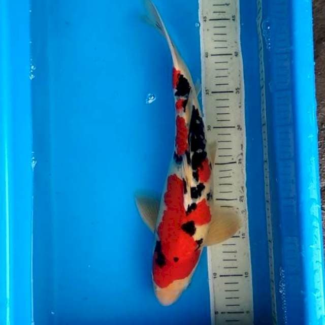 Sanke 40cm betina