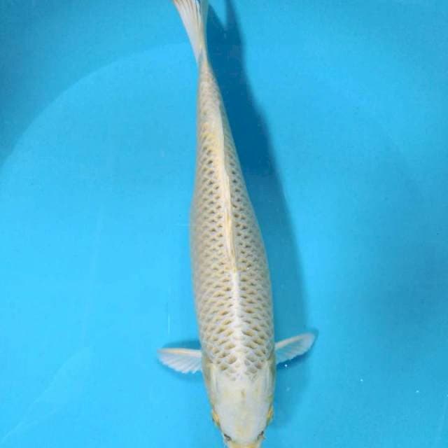 Kin matsuba rapi hikari full 37cm