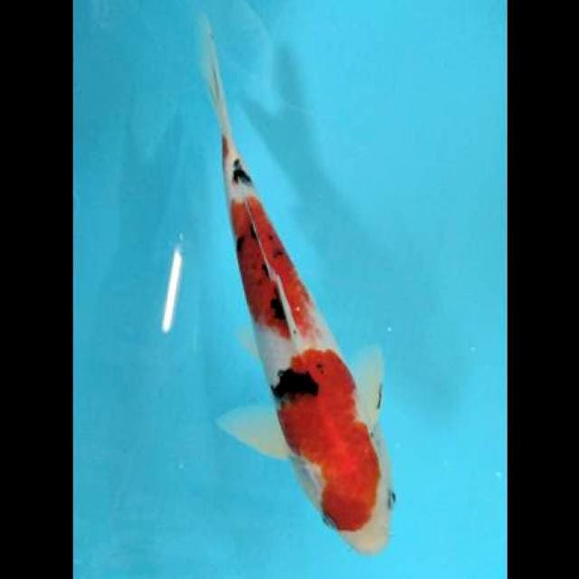 Sanke syantik 26