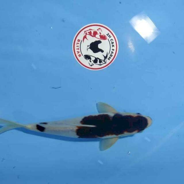 Budo goromo