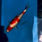 Kohaku 45bu