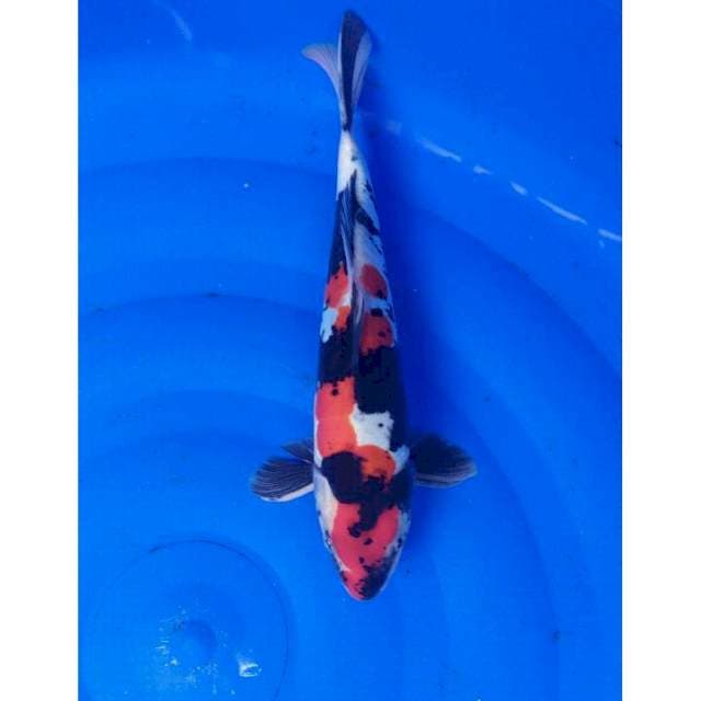 showa doitsu 30 cm