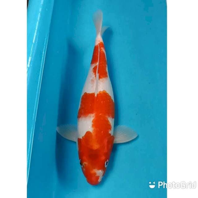 Kohaku bulki 32cm