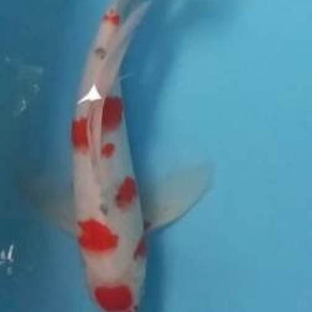 Kumpay 38cm