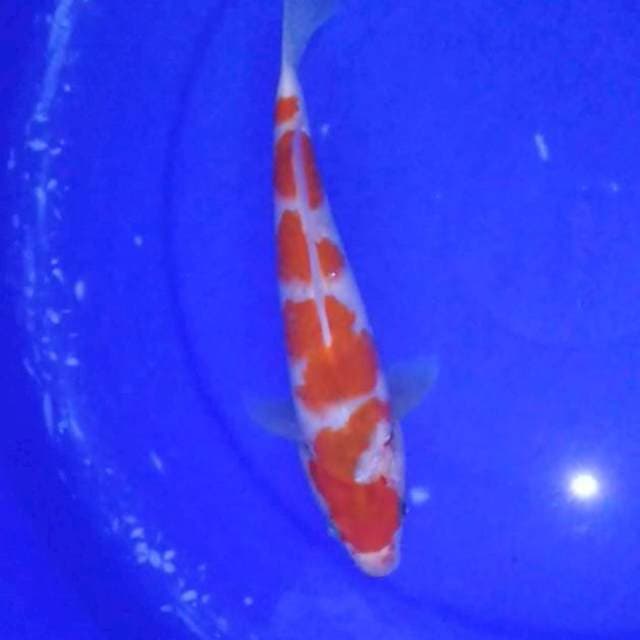 GONDAN GOROMO