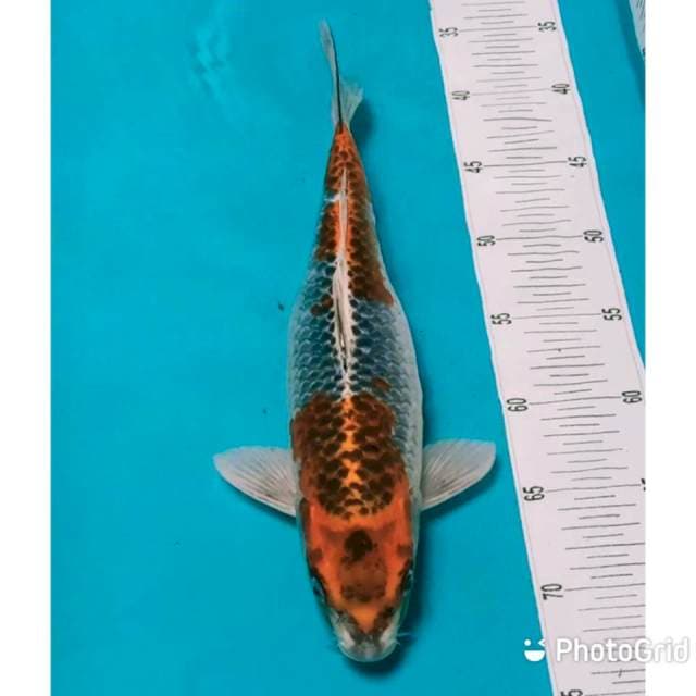 Kujaku punuk 35cm