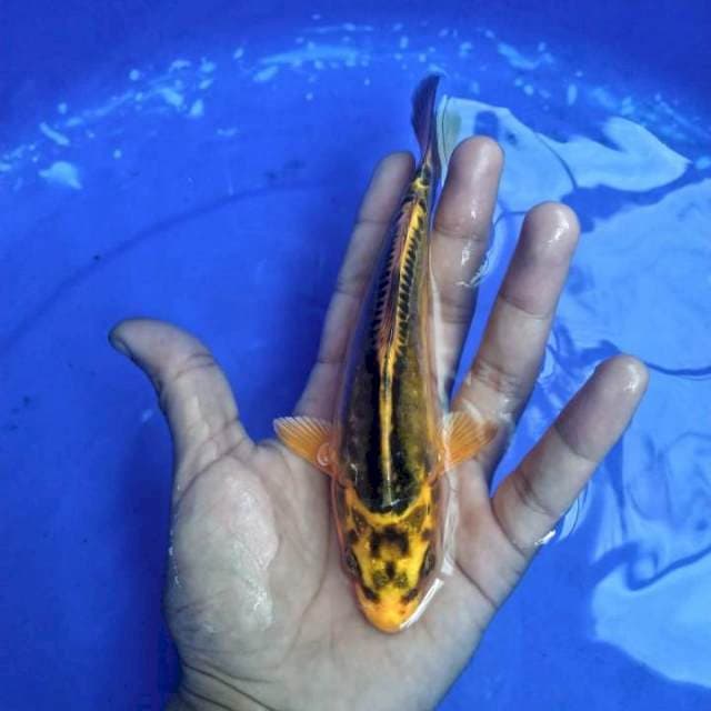 kiko 15cm 