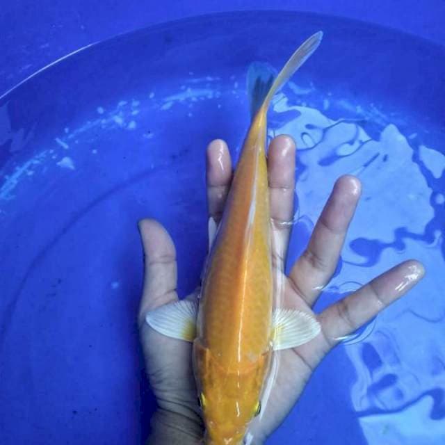 ogon 20cm