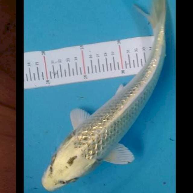MUKASI GINDRIN SIZE 29CM