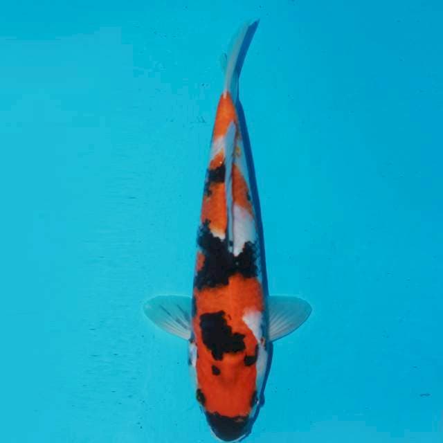 Showa 28cm male 