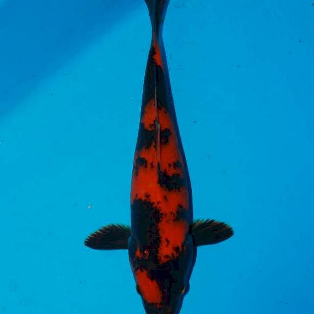 Hi utsuri 25cm 