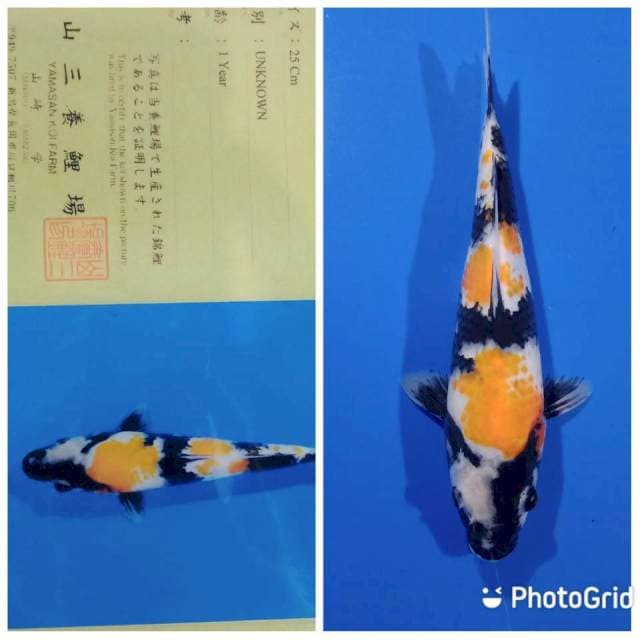 Showa import yamasan farm
