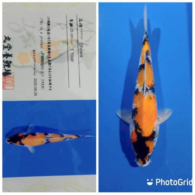 Showa import marudo farm