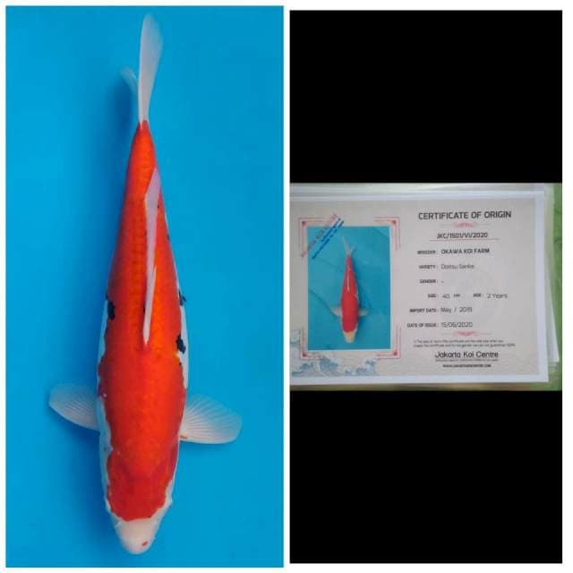 Okawa Jumbo Female Sanke Doitsu